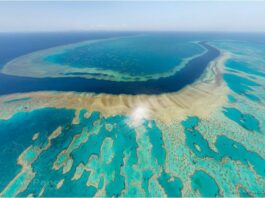 Barriera Corallina Foce Rio Amazzoni