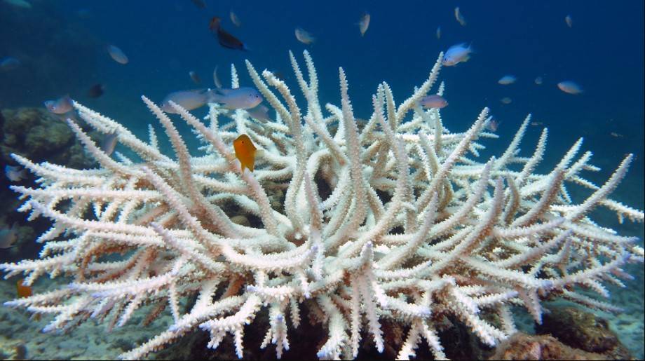Adattamento Coralli Genetica Acclimatazione dinoflagellati
