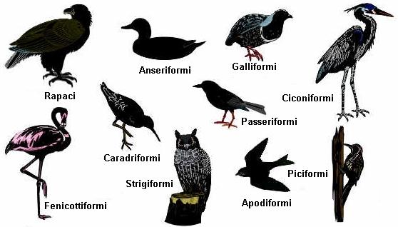 Estinzione degli Pterosauri e la Sopravvivenza dei Neorniti