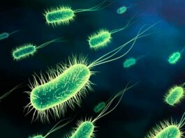 escherichia coli