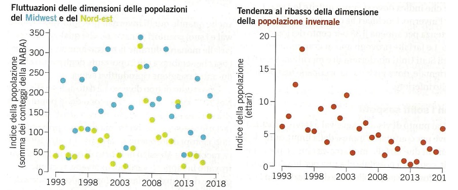 grafici migrazione farfalla monarca i conteggi estivi delle farfalle monarca nel Midwest e negli Stati Uniti nord-orientali