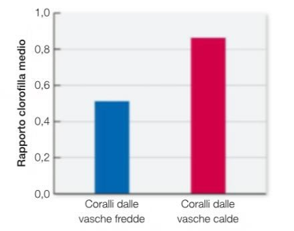 coralli test sbiancamento