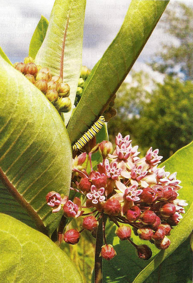 Farfalla Monarca Migrazione: Pianta del genere Asclepias